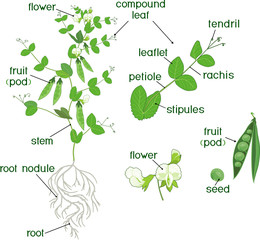 Sticker - Parts of plant. Morphology of pea plant with fruits, flowers, green leaves and root system isolated on white background