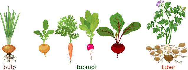 Wall Mural - Three different types of root vegetables isolated on white background. Plants with leaves and root system