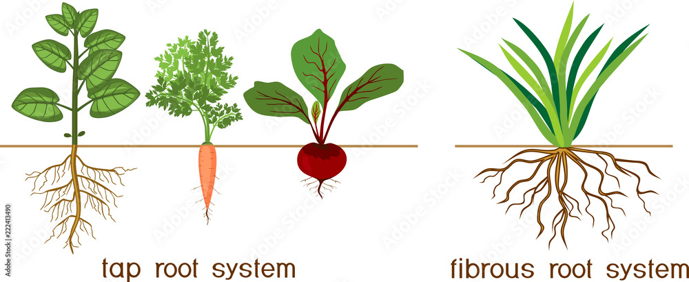 Plants with different types of root systems: tap and fibrous root systems - obrazy, fototapety, plakaty 