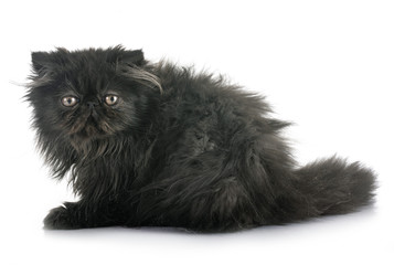 Sticker - black persian kitten