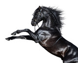 Fototapeta Konie - Black Andalusian horse rearing. Isolated on white background.