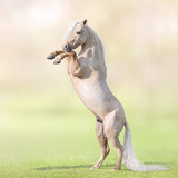 Fototapeta Konie - Palomino Miniature Horse with long white tail rearing on grass.