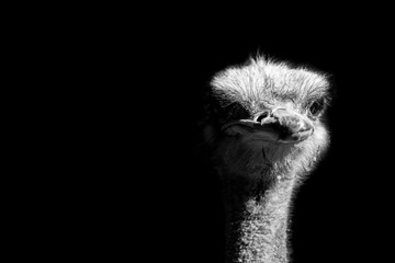 ostrich portrait isolated on black background