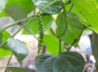 Wall Mural - young green pepper on tree with nature space