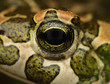 frog eye