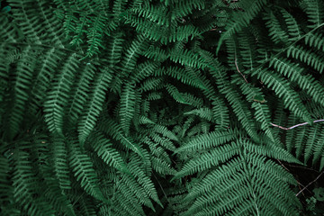  Beautiful dark natural fern pattern background made with young green fern leaves