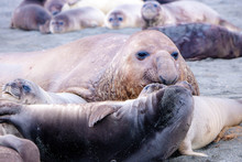 Portrait Shots Of Seals, Sea Lions And Elephant Seals In Antarctica