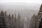 Fototapeta Natura - Snow fog forest on the river winter time