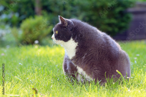 Zwart vet Pussy Cat