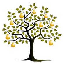 Pear Tree Free Stock Photo - Public Domain Pictures