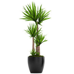 Wall Mural - Dracaena in pot