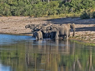 Wall Mural - A herd of African elephants at Lake Horseshoe in Bwabwata, Namibia