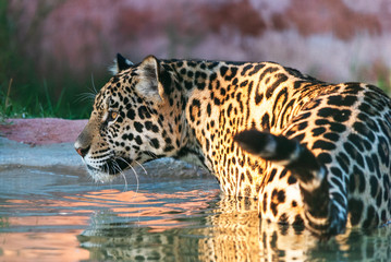 a jaguar in the water at a zoo