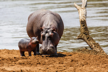 Sticker - Hippo mother with her baby in the Masai Mara National Park in Kenya