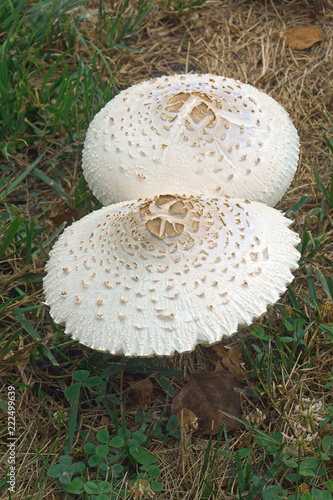 Fotografie, Obraz False parasol mushroom (Chlorophyllum molybdites)