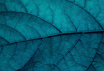 texture of a green leaf macro with blue toning