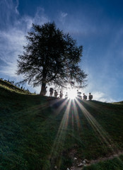 Canvas Print - group of many hikers take a break and rest under a tree in silhouette with the sun shining through them