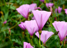 Beautiful Pink Morning Glory (Convolvulus Althaeoides) Flowers  In The Meadow Of Tenerife,Canary Islands,Spain.Selective Focus.