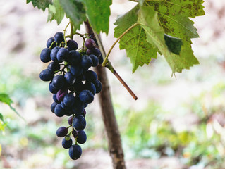 Grape of grape, on a grape bush.