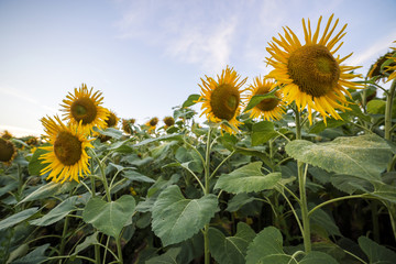 Blooming bright yellow ripe sunflowers field. Agriculture, oil production, beauty of nature concept.