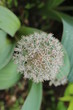Allium Czosnek karatawski