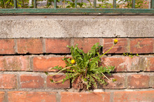Dandelion Growing On Brick Wall