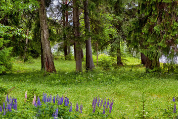 Wall Mural - Forest meadow with flowers.