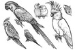 Birds set. Wavy parrots, budgies, Ara, cockatoo, parrots are in love