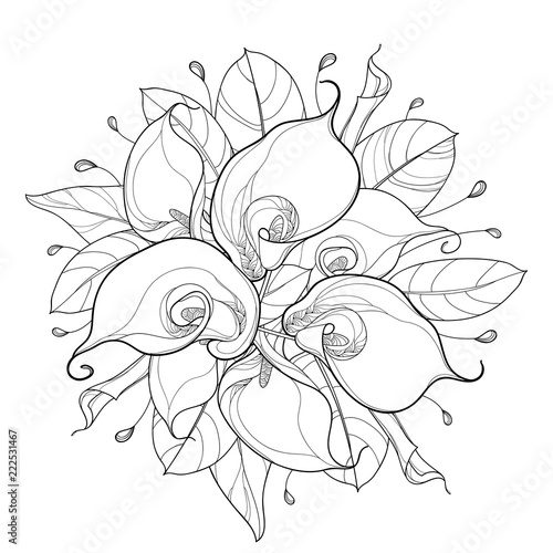 Fotomural Vector round bouquet of outline Calla lily flower or Zantedeschia, bud and ornate leaf in black isolated on white background