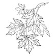 Vector branch with outline Acer or Maple ornate leaves in black isolated on white background. Composition with foliage of Maple tree in contour style for autumn design or coloring book.