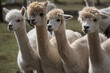 4 alpacas looking in the same direction, other alpacas in the background