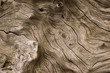 Leinwanddruck Bild - drift wood 
