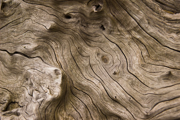 drift wood