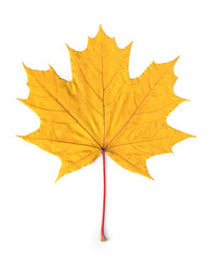 yellow leaves of maple isolated on white