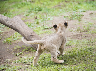 LION lion animal