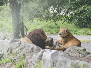 LION lion animal