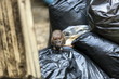 One wet brown mice Emerging among the black garbage bags on the damp wet area with dark eyes, black eyes catching us. Selective focus.