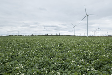 Potato Farming and Generation of Electricity from Wind Turbines