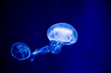 Jellyfish In Water