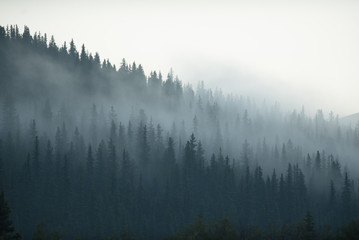 Obraz na płótnie kanada wzgórze sosna pejzaż