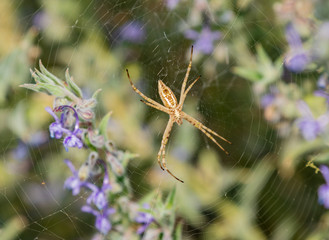 spider on web among the purple wildflowers