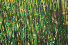 Horsetail Grass Grow In Sunlight. Jointed Stems Of Puzzletail Grass Close Up. Green Equisetum In Sunny Light On Bokeh Background. Bright Detailed Natural Texture Of Snake Grass With Copy Space.