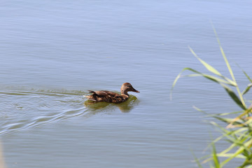 Wall Mural - A lonely wild duck swimming along the shore, leaving a trail on the water...