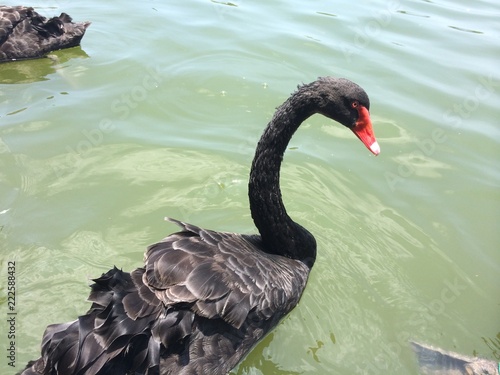 Fotografie, Obraz The black swan swims freely in the water, and the lake reflects the color of the sky