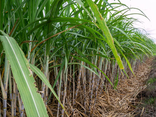 Aufkleber - sugar cane and part of sugar farm