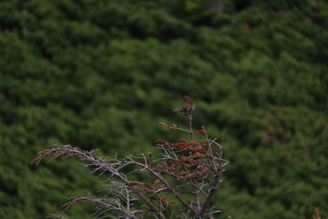 A bird on the tree