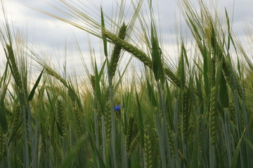 green spikelets in the field