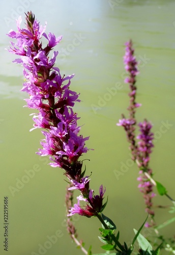 Gros Plan Vertical De Fleurs De Salicaire Commune Sur Un Plan D Eau En Fond Buy This Stock Photo And Explore Similar Images At Adobe Stock Adobe Stock