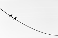 Two Doves On A Wire In Black And White