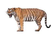 Tiger Action On White Background.